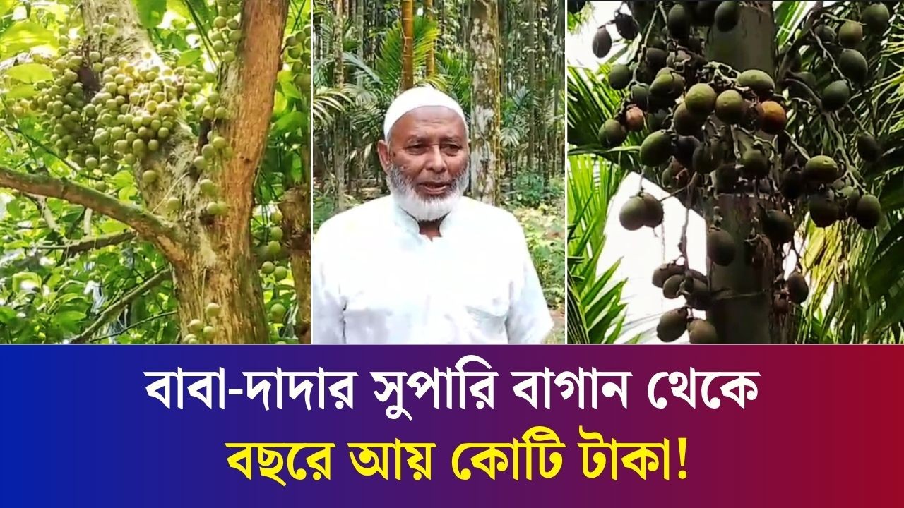 ৫০ হাজার সুপারি গাছ থেকে বছরে আয় কোটি টাকা